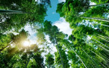 Sunlight filters through a lush bamboo forest, creating a serene and tranquil atmosphere.