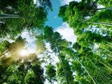 an image of a forest, the sky is blue and the camera is looking up at them