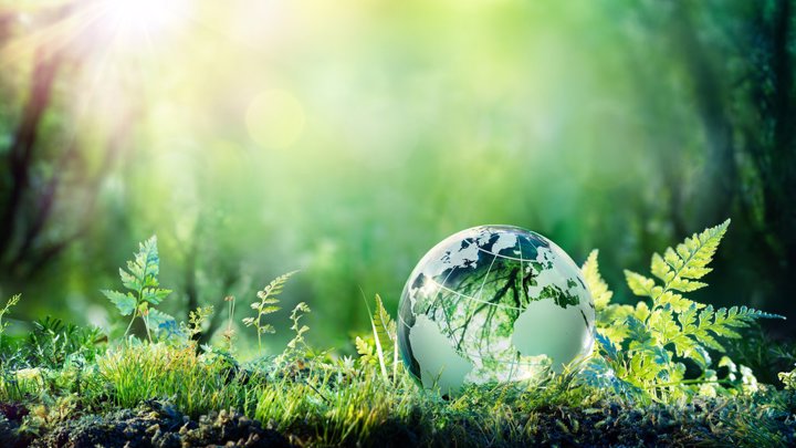 A vibrant earth globe nestled in a lush green forest, surrounded by grass and illuminated by sunlight